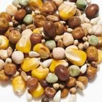 Countrywide Ponderosa Special Breeder