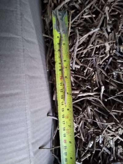 Short tobacco stalks